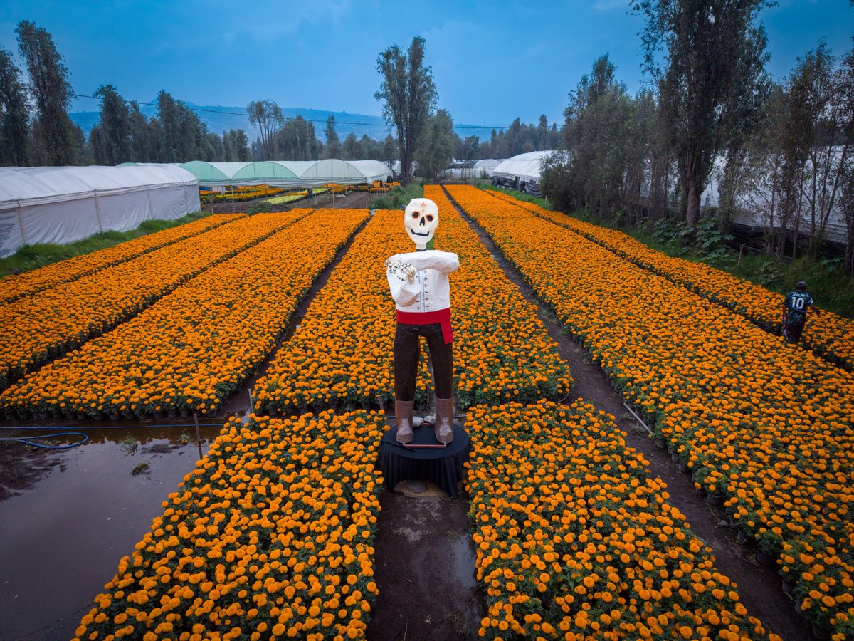 SEDEMA_CDMX's tweet photo. ¡No te quedes sin visitar el Sendero de las Almas! 

Vive la magia del Día de Muertos en Xochimilco el próximo sábado y domingo, de 10 a 16 horas, en San Gregorio Atlapulco, Puente de Urrutia y el Mercado de San Luis Tlaxialtemalco. https://t.co/Cc39MytPrR