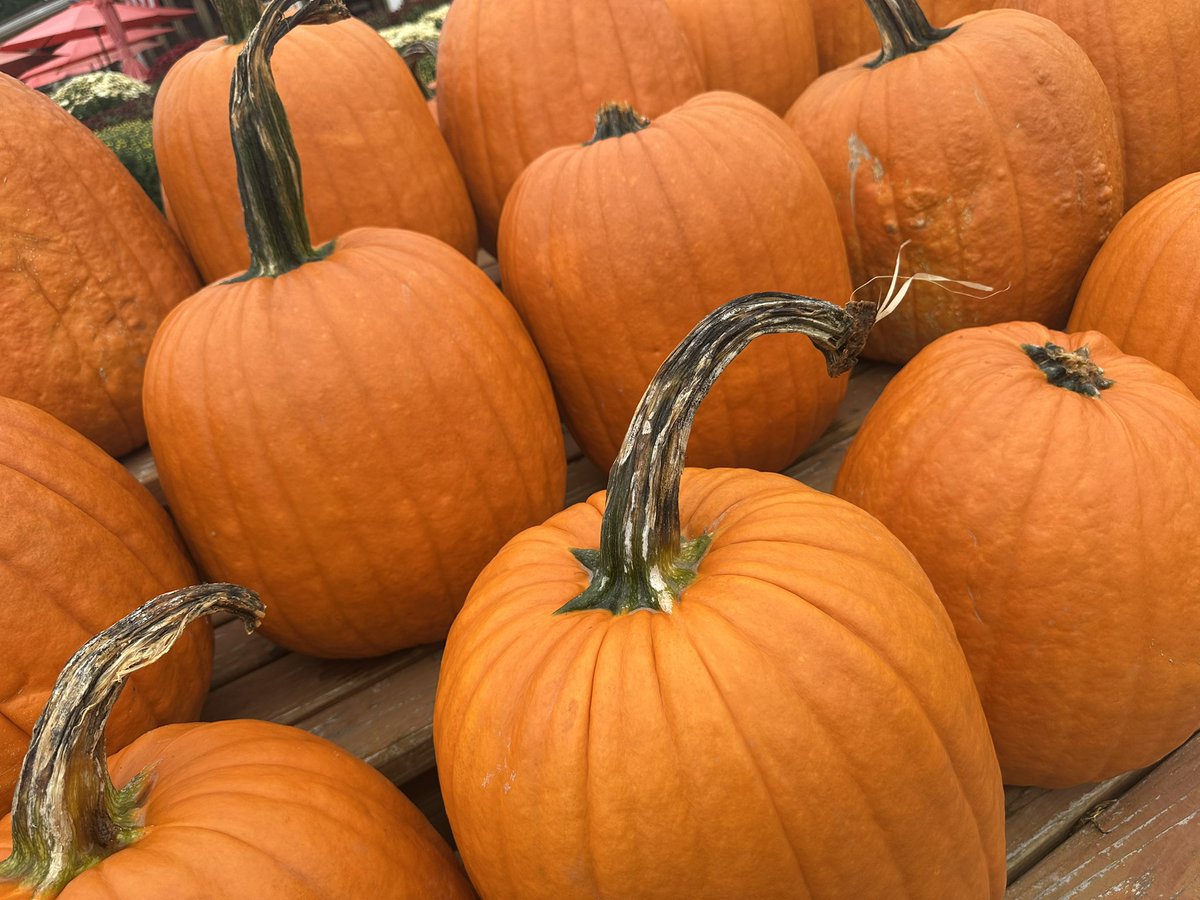 sevensevenok's tweet photo. Sometimes I just post things wayyy after the fact but it's cool.   Maybe it's best to do that sometimes ! My life #moment by #moment #PokemonGo #PokemonGoApp #Moments  🎃 https://t.co/VNaFcldedo