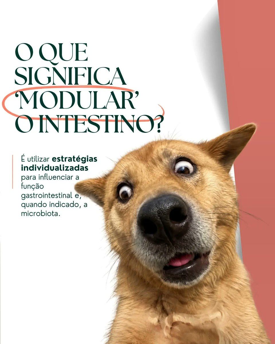 patelchrise09's tweet photo. Modulação intestinal vai muito além de probióticos ou do tratamento da diarreia. Envolve alimentação, fibras, microbiota e estratégias individualizadas para cada pet. Intestino saudável não segue receita pronta: exige entender a causa e o paciente. https://t.co/cfYNEiCGbY