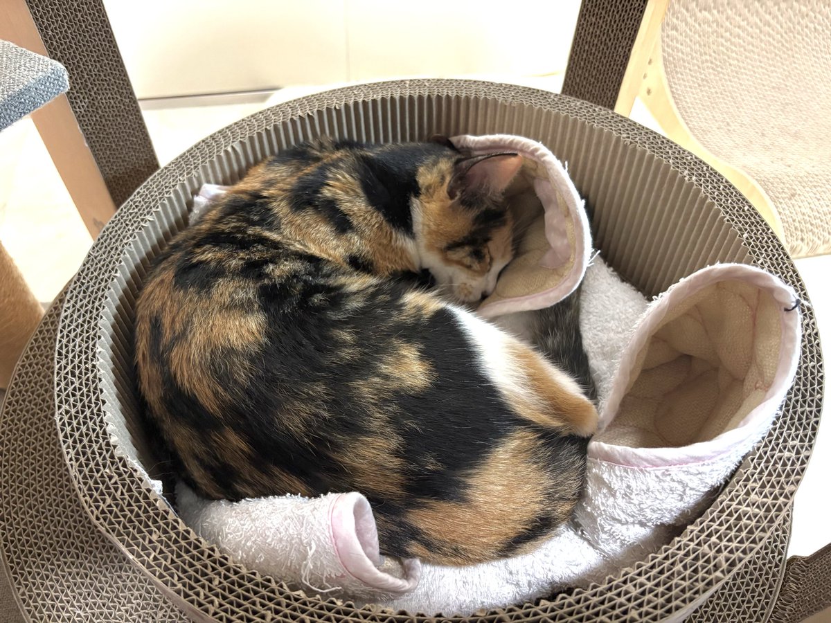 Takenoko1080's tweet photo. わたあめ　2.5kg
大きくなりました　来月避妊手術です https://t.co/i0rlBaymSj