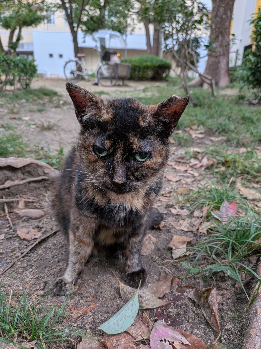 Charlieojichann's tweet photo. 今朝も雨降らず🙀🙀きゅうちゃんパワー😸😸
2にゃんず仲良くご飯😻😻
はっちゃん先に食べ終わっでアーチで待機😺
きゅうちゃん食べ終わり待って避難所移動の時は、はっちゃん見当たらず😿
きゅうちゃんは付いてきて水飲みました🥤
オアシスで洗い物して公園通ったらはっちゃん置きカリカリ食べてました https://t.co/2NMscPqccB