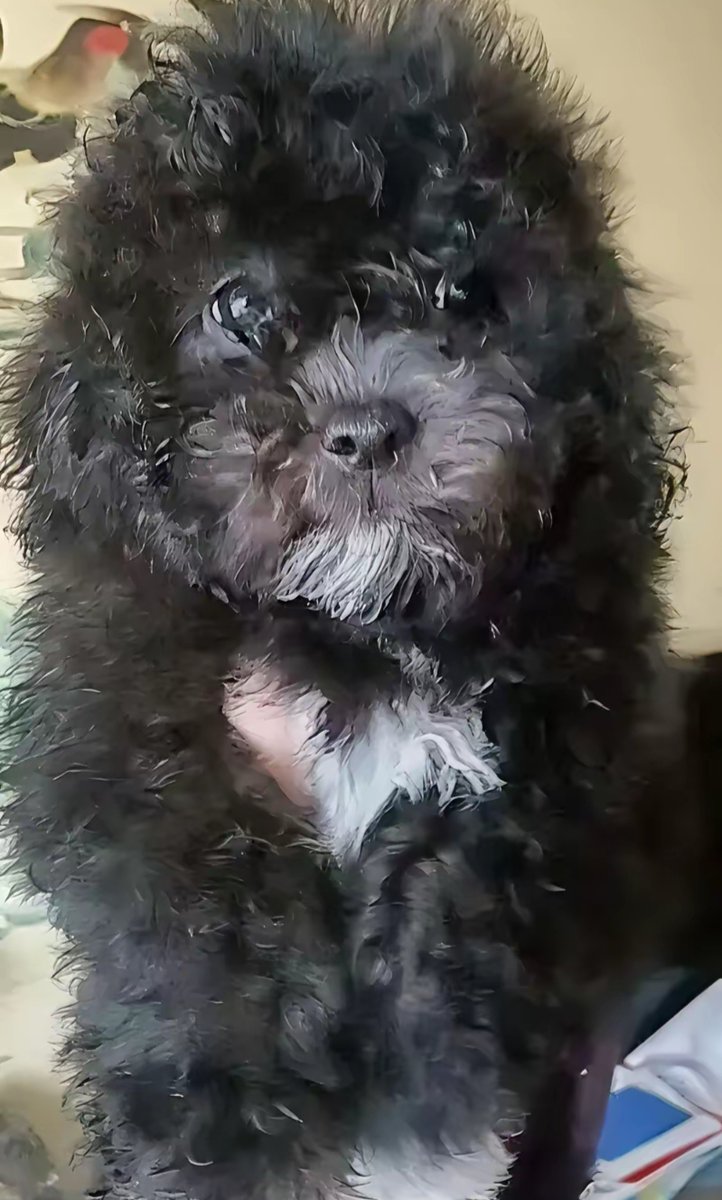 asumina1982's tweet photo. [犬も直進する]（解释：“犬”对应“狗”，“直進する”对应“直”，简洁贴合要求，日语自然流畅）， https://t.co/hc9Ha2VzsO