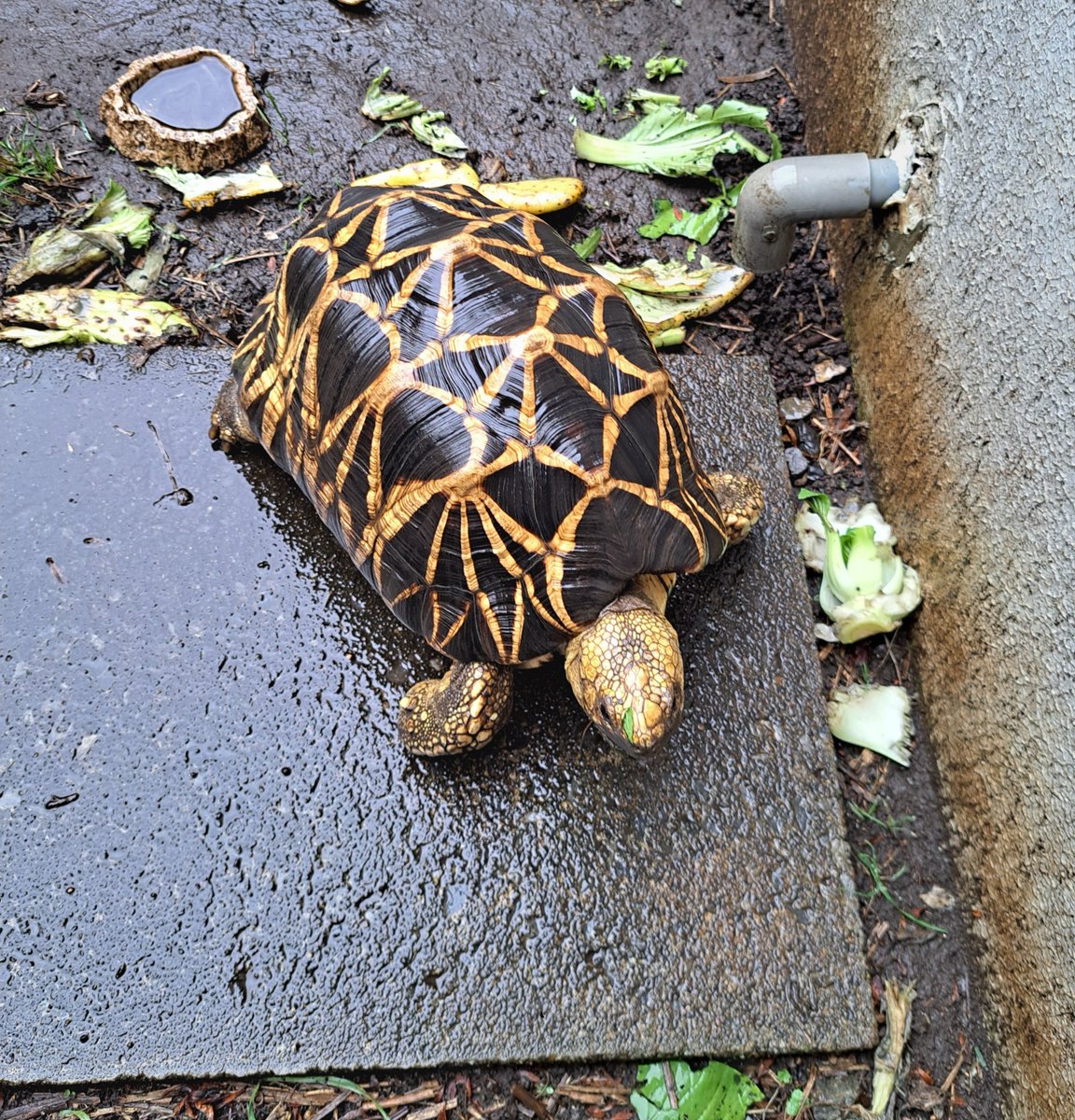 Kamegamamani's tweet photo. そろそろ寒くなるみたい。
綺麗に洗って室内飼育に切り替えます。
ケージは狭くてごめんよ。

#ビルマホシガメ https://t.co/GSbR4kXtS7