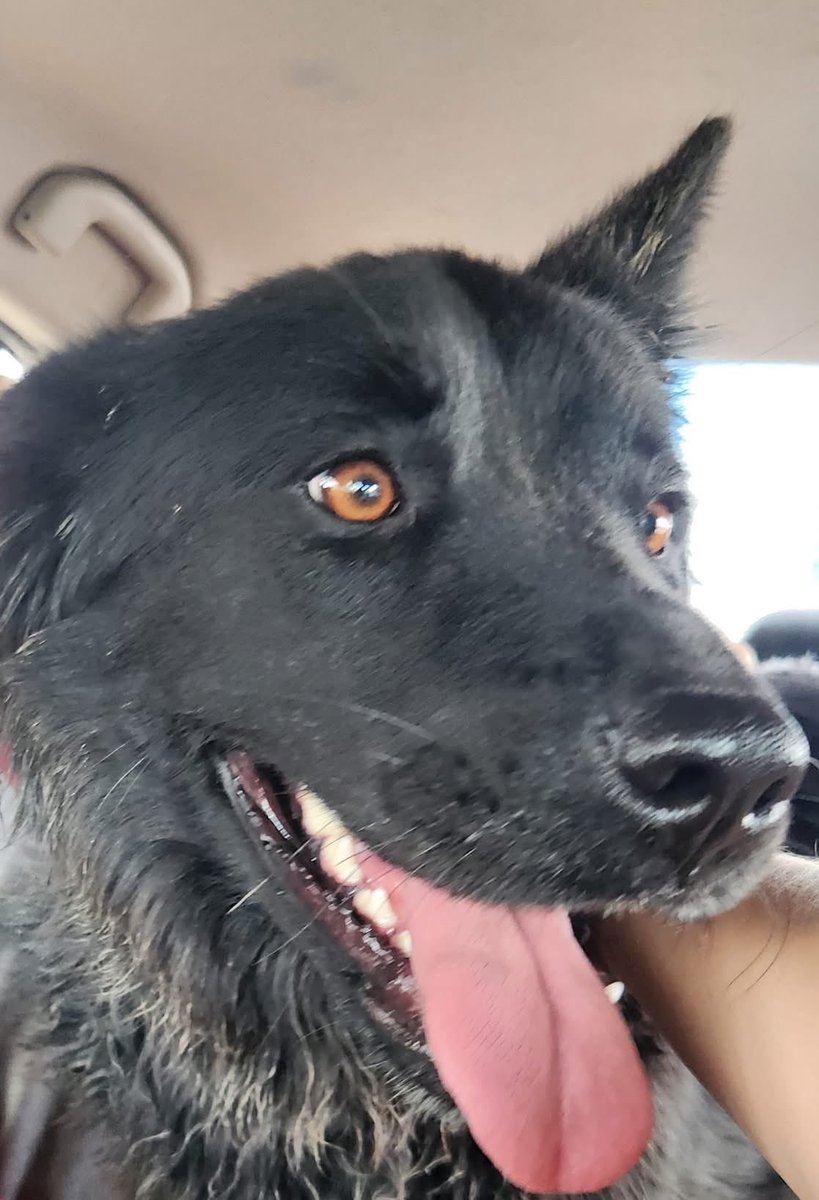 Disaster_Zones's tweet photo. #NewMexicoFloods

Found Pup:

“Found Black dog near 602 W. Broadway Avenue, Bloomfield, NM 87413. Dog is safe, very sweet &amp; appears young. Dog was found by the Speedway (Gas &amp; Convenience Store) near Salmon Park.”

#SanJuanCounty #NewMexico https://t.co/HdznXkU2Eh