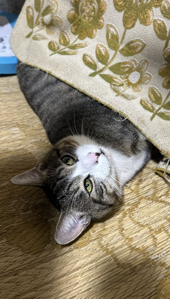 JG2HAS's tweet photo. 朝からしょうもないことでバタバタしてたので時間感覚がズレてきたみたい

隣に住んでいる姉を10時にスーパーへ送って行くために車に乗って待っていたがなかなか来ない
おかしいなと思った時気がついた
まだ9時だった💦
バタバタして支度して損した

兄を見つめる妹と
妹を見つめる兄 https://t.co/nHBJX9Sr95