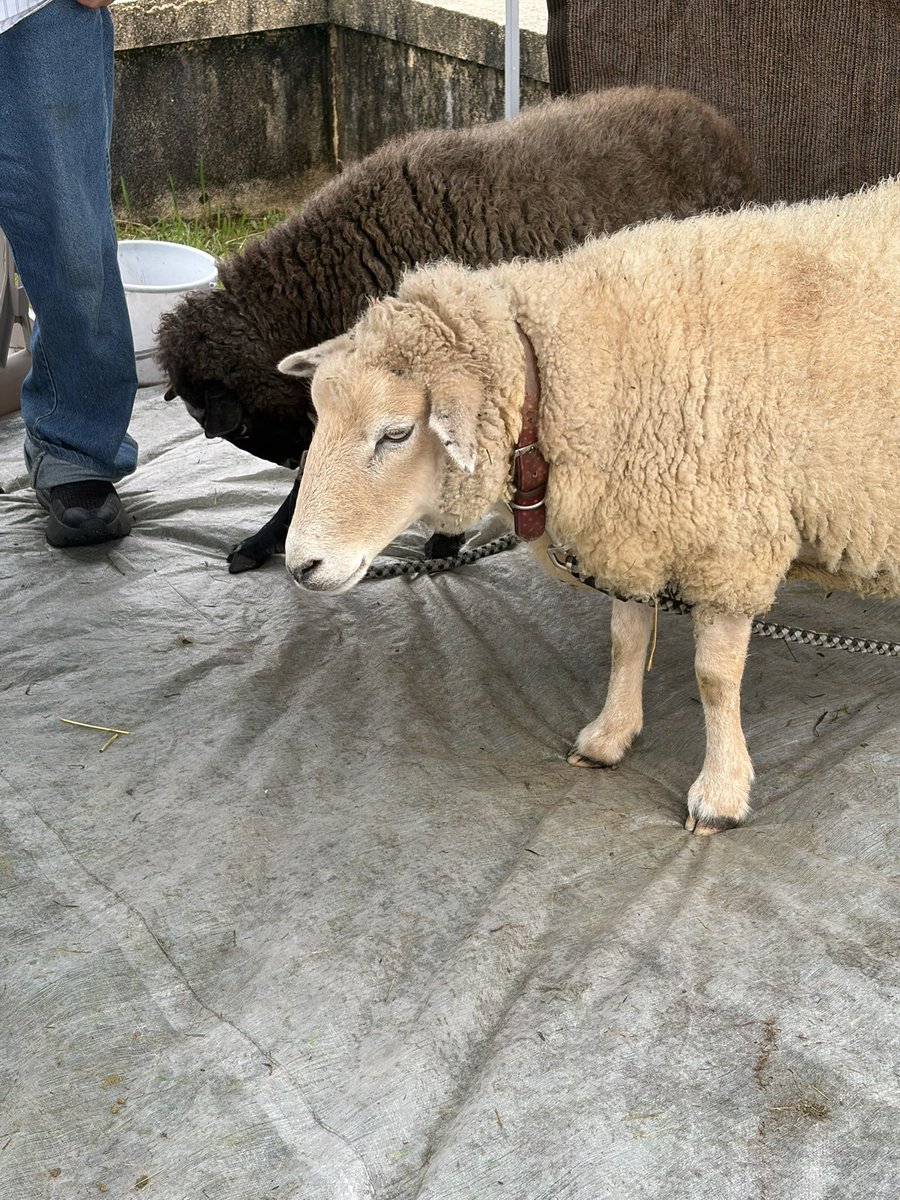 jkwt2k's tweet photo. 羊？八木？いや、羊でしょ！🐑
あれ？羊ってつのあった？なかった？ https://t.co/H8yJ4srfb5
