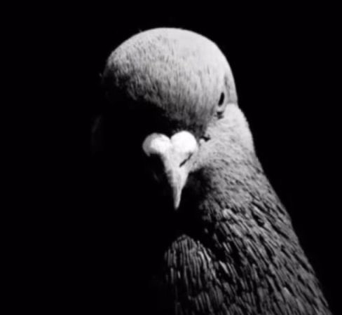 Yukii_mind's tweet photo. Como miro a cualquiera que venga a arruinarme mi paz https://t.co/EyrpR9nOrR