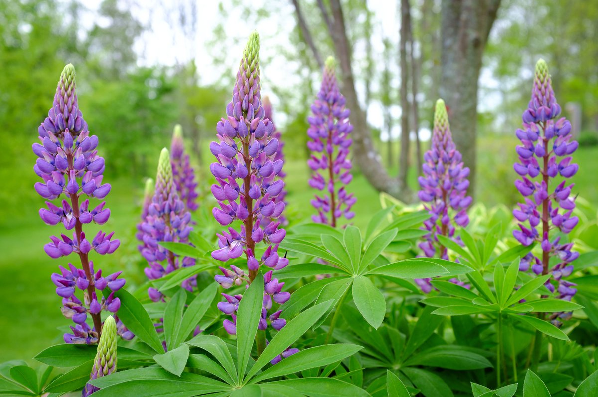 User201601's tweet photo. Back when I had nice Lupine...and the original Fuij X100 (the one without the X-Trans filter I don't like on the image sensor).  2016 https://t.co/Zp74GWItjL