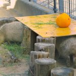 Photo by トバリジュウロー (@nbwild)