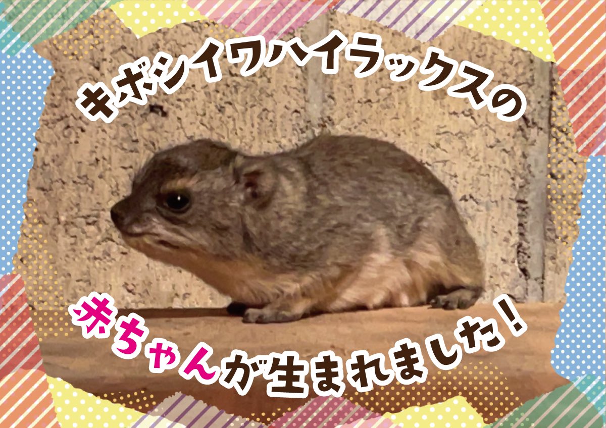 GokatsuraikeZoo's tweet photo. 【お知らせ📢】

昨日10月25日(日)に、ごかつら池どうぶつパークでは2頭目となる、キボシイワハイラックスの赤ちゃんが誕生しました🎉

詳細はこちら⤵️
https://t.co/966acedcIx

#ごかつら池どうぶつパーク
#キボシイワハイラックス https://t.co/B7PtX25BC2