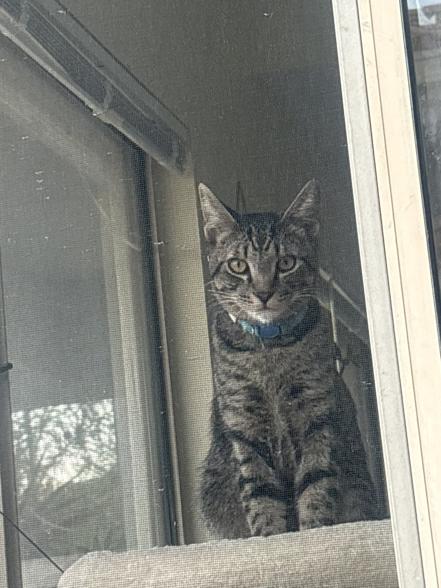 Michsteer's tweet photo. I was outside with Sylvie, it was cool and she went to sleep on my lap which is not like her! But I loved it!
The babies were watching! I did have them put in their tent but it was cool on the ground. 
Someone is always watching! 👻 https://t.co/DWXloZRv23