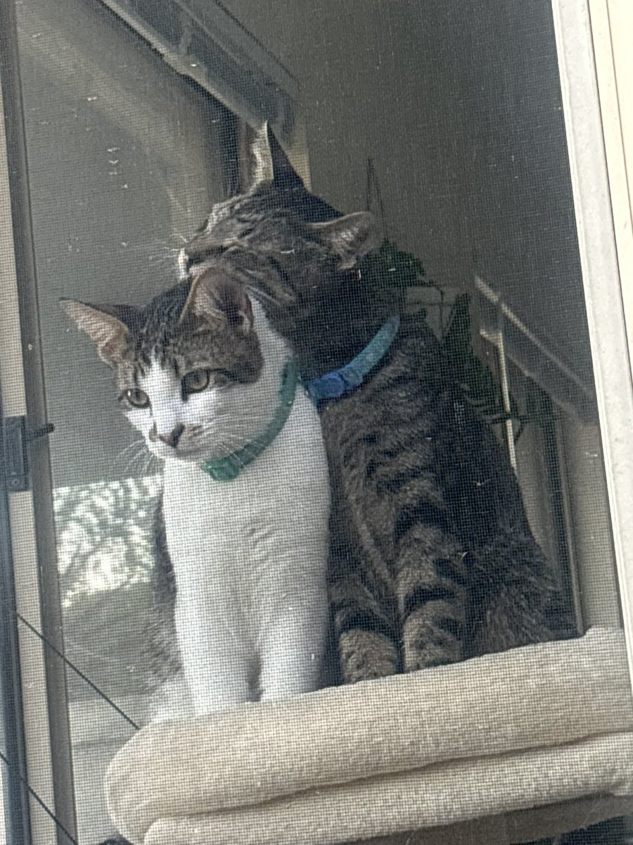 Michsteer's tweet photo. I was outside with Sylvie, it was cool and she went to sleep on my lap which is not like her! But I loved it!
The babies were watching! I did have them put in their tent but it was cool on the ground. 
Someone is always watching! 👻 https://t.co/DWXloZRv23
