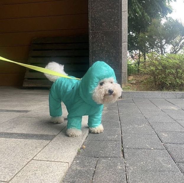 june_kyuuu's tweet photo. 강아지 우비입은 거 되게 하찮고 귀여운걸 모두가 알아줬으면 좋겠다 https://t.co/CkT063bbvM