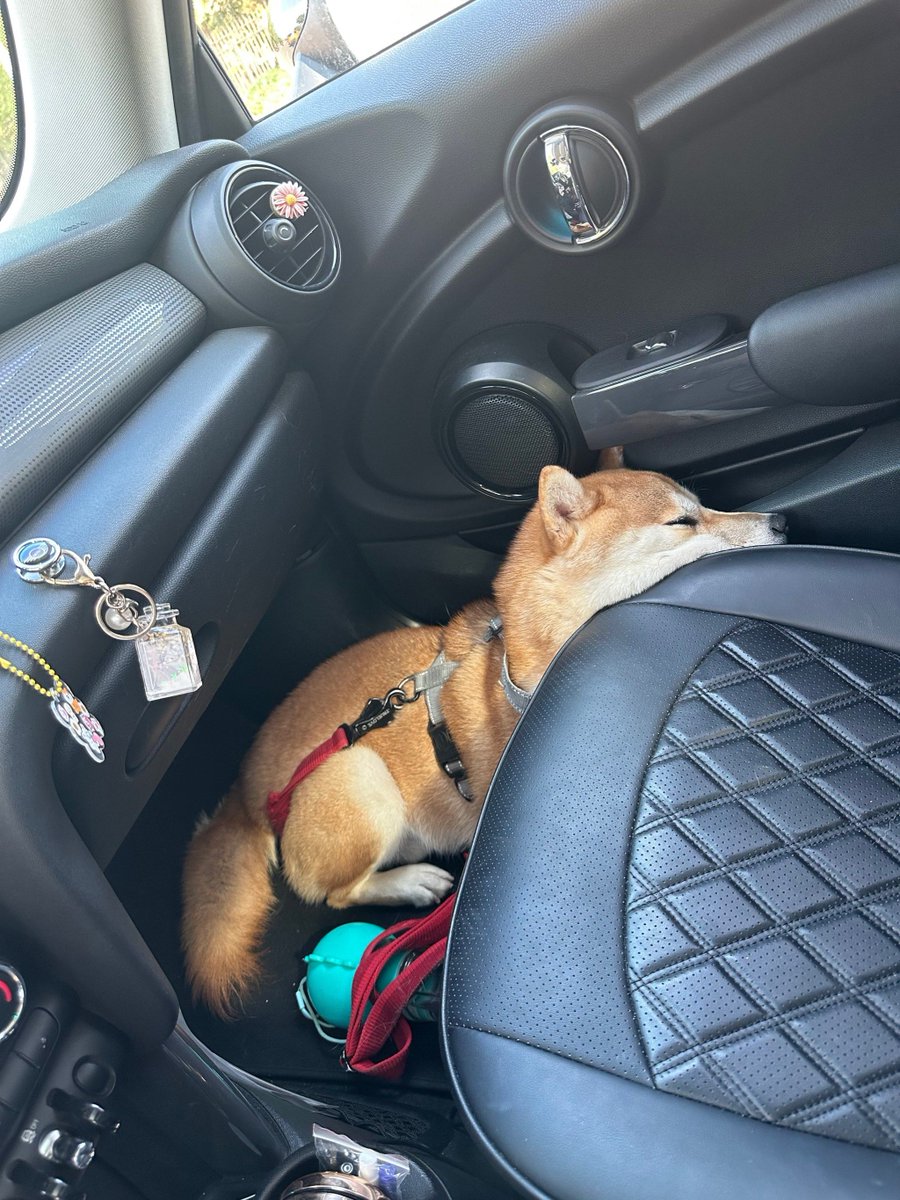 81yq6's tweet photo. 梅奔狗乘りのワンちゃん、車内でお昼寝中 https://t.co/dJorSIR84N