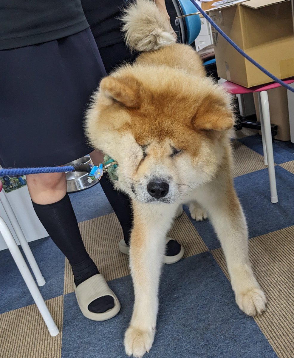 akitainuho's tweet photo. 「動きたく...ないんで...」 https://t.co/J97uv3qRQw