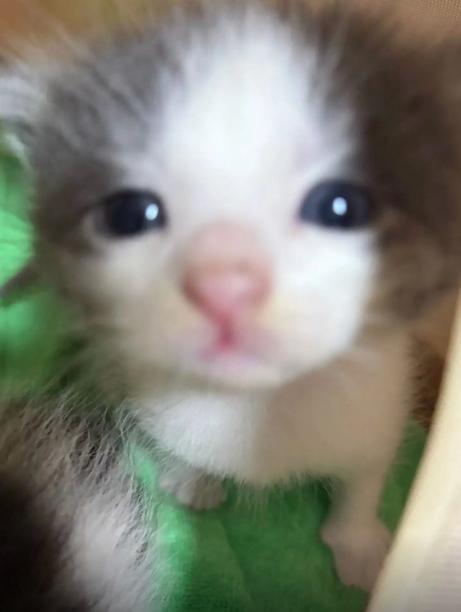 culKitten's tweet photo. https://t.co/6xiUeuQy6d