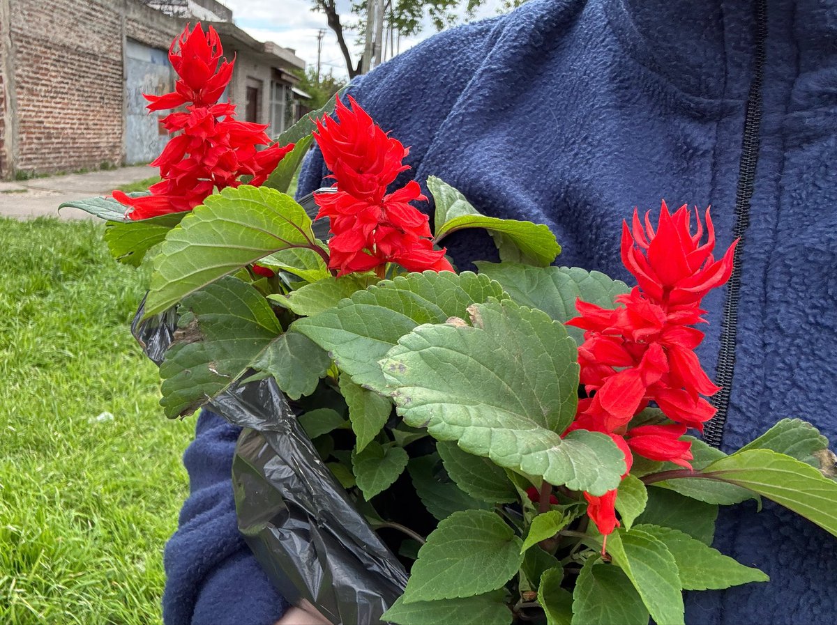 Dannfane's tweet photo. Un día me compré una plantita y de ahí me convertí en una señora https://t.co/5gF2XVWnDX