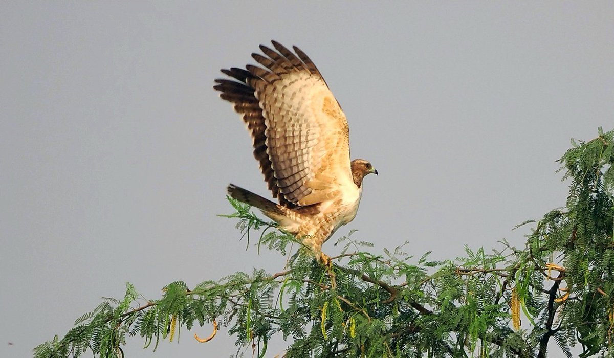 anuradhamathur's tweet photo. Oriental honey buzzard takes off #BirdsOfTwitter #TwitterNatureCommunity #wildplanet #wildlife #BBCWildlifePOTD  #BirdsSeenIn2026 #NatureIn_Focus #birdtwitter #birds #natgeoindia #indiAves https://t.co/bHI4e9rVf0