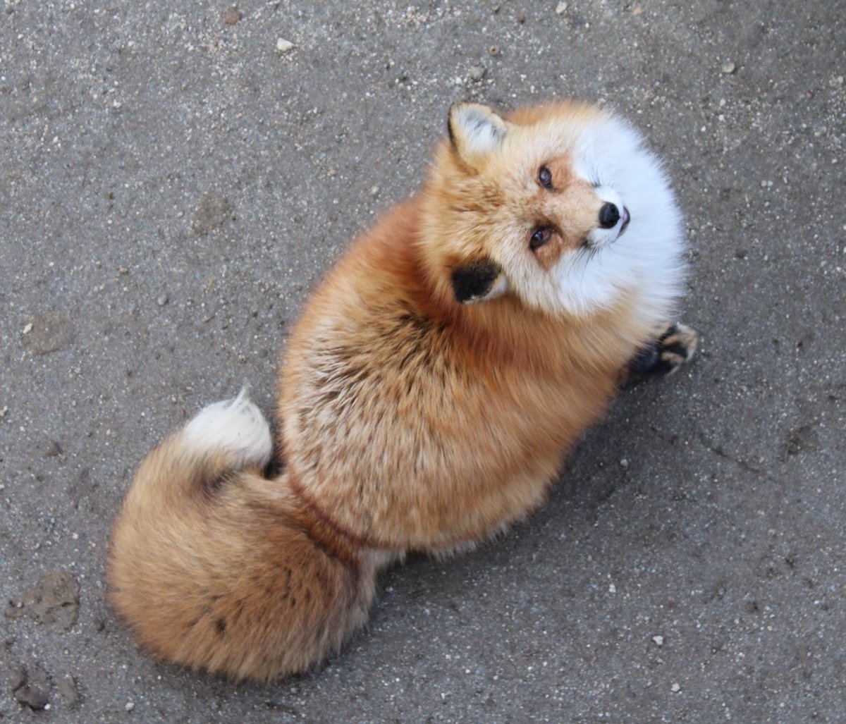 tehutehu_game's tweet photo. もふもふ尻尾くるりんこゃーん🦊 https://t.co/GsRlzW32Qy