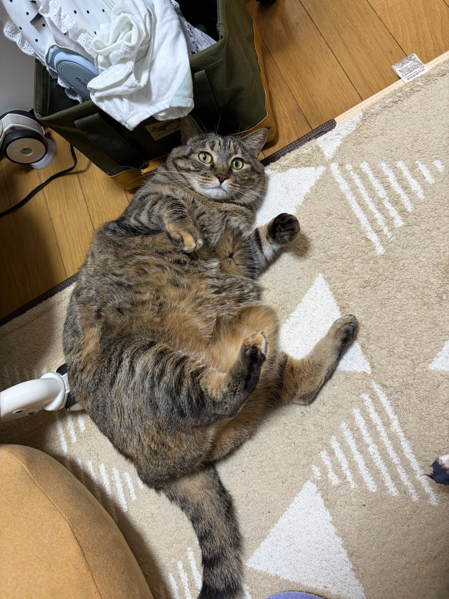 johndog_saiga's tweet photo. 今日のキジズ🐈🐈

#ウチのネコズ https://t.co/kLQzg6fNFQ