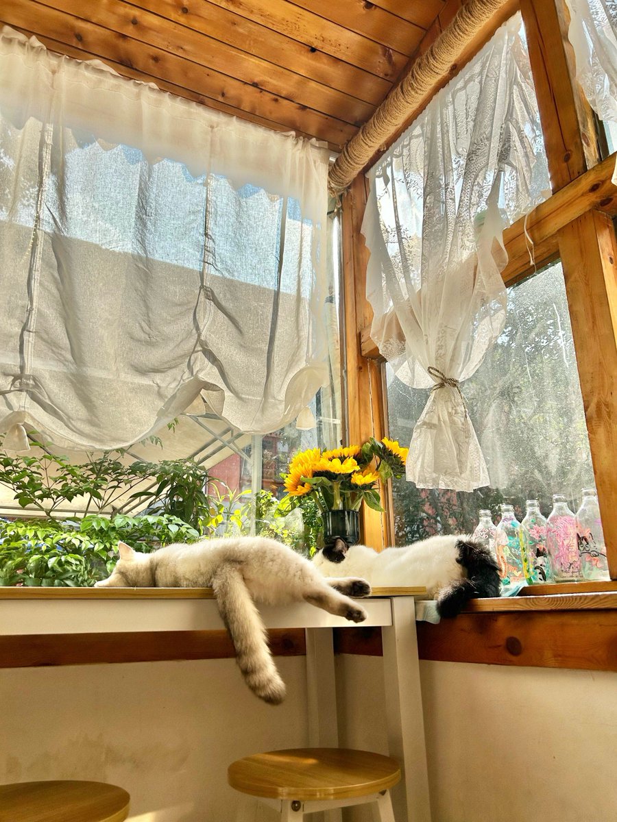vietanh23115842's tweet photo. [庭の隅に置いたガラスの小屋、虐げられた猫が網戸にもたれて涙ぐみ、辣いカレーを握りしめた惺々しい少女がそっと近づく]， https://t.co/V6h11G6uNn