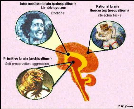 dstdtmd's tweet photo. If you want a better understanding of the change one might look to the "Triune Brain Theory" as expressed by Dr. Paul MacLean (Head of brain research at the NIH when they did actual research) and Dr. Paul Papez. Normally as the child develops the intelligent (Human) centers on the right take control of activity and the healthy the emotional areas become a source of passive pleasure. When the education system, to many, stresses the emotional areas, intelligence becomes a slave to emotion. Once in control the emotional areas being mammalian lack what in modern terms would be called a language app which makes any internal or external attempts to alter quite difficult. Dictators through the ages without understanding above understand how to take advantage of it-