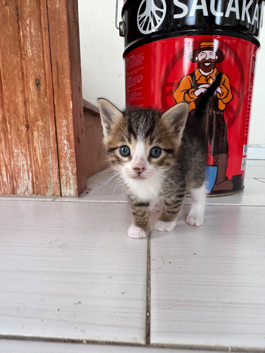 theherneyse's tweet photo. Mornink , biz çok tatlıyız. Bizimle yaşayacak ailelerimizi arıyoruz ❤️🥰 https://t.co/ZvdmPzkw2X