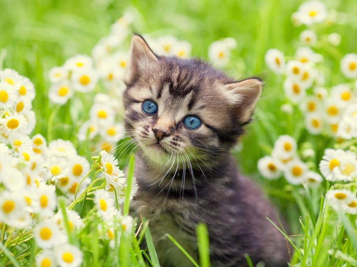 frontrowjp's tweet photo. なぜ日本の小説には猫が多い？アメリカで広がる猫ブームの背景
https://t.co/rKPwVjmFfJ https://t.co/1u03DFTo7x