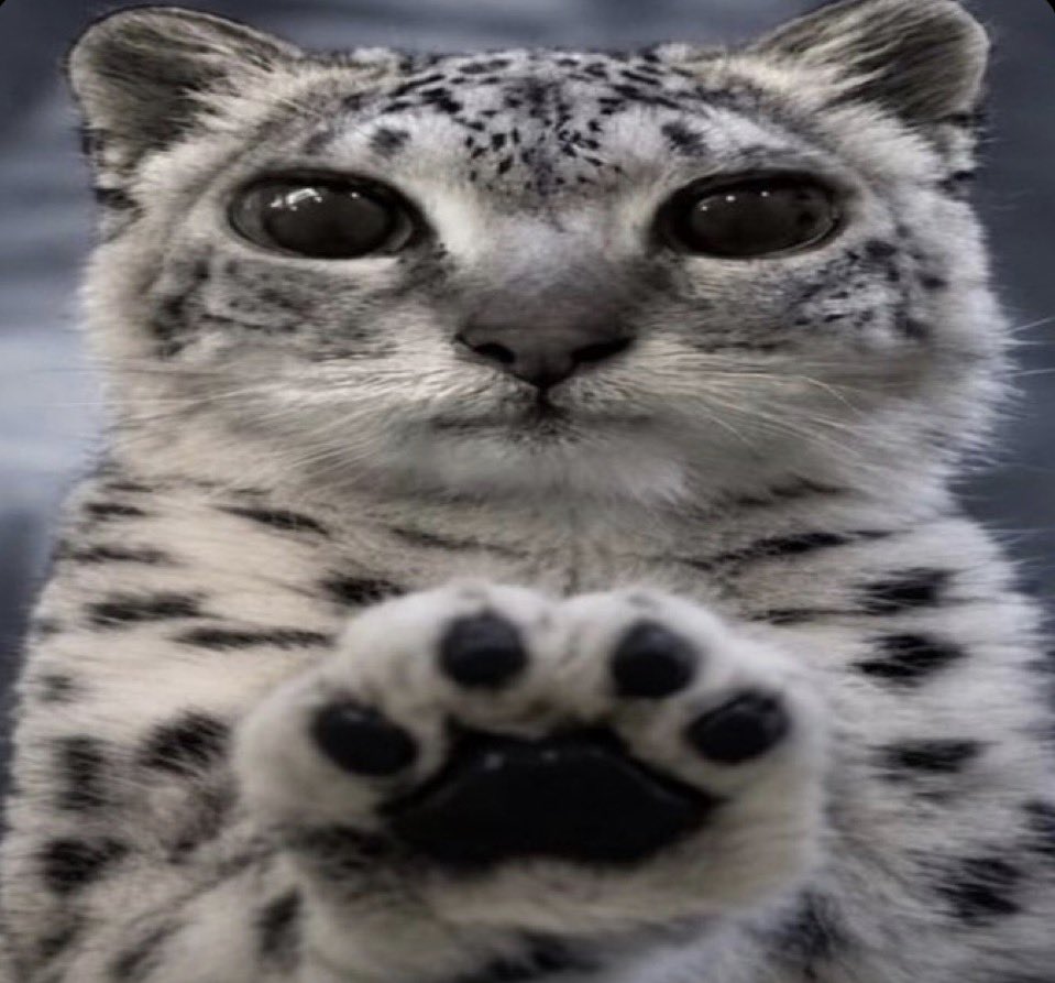 wintertimecad's tweet photo. *paws at you* meow https://t.co/nd1LNtvTgK