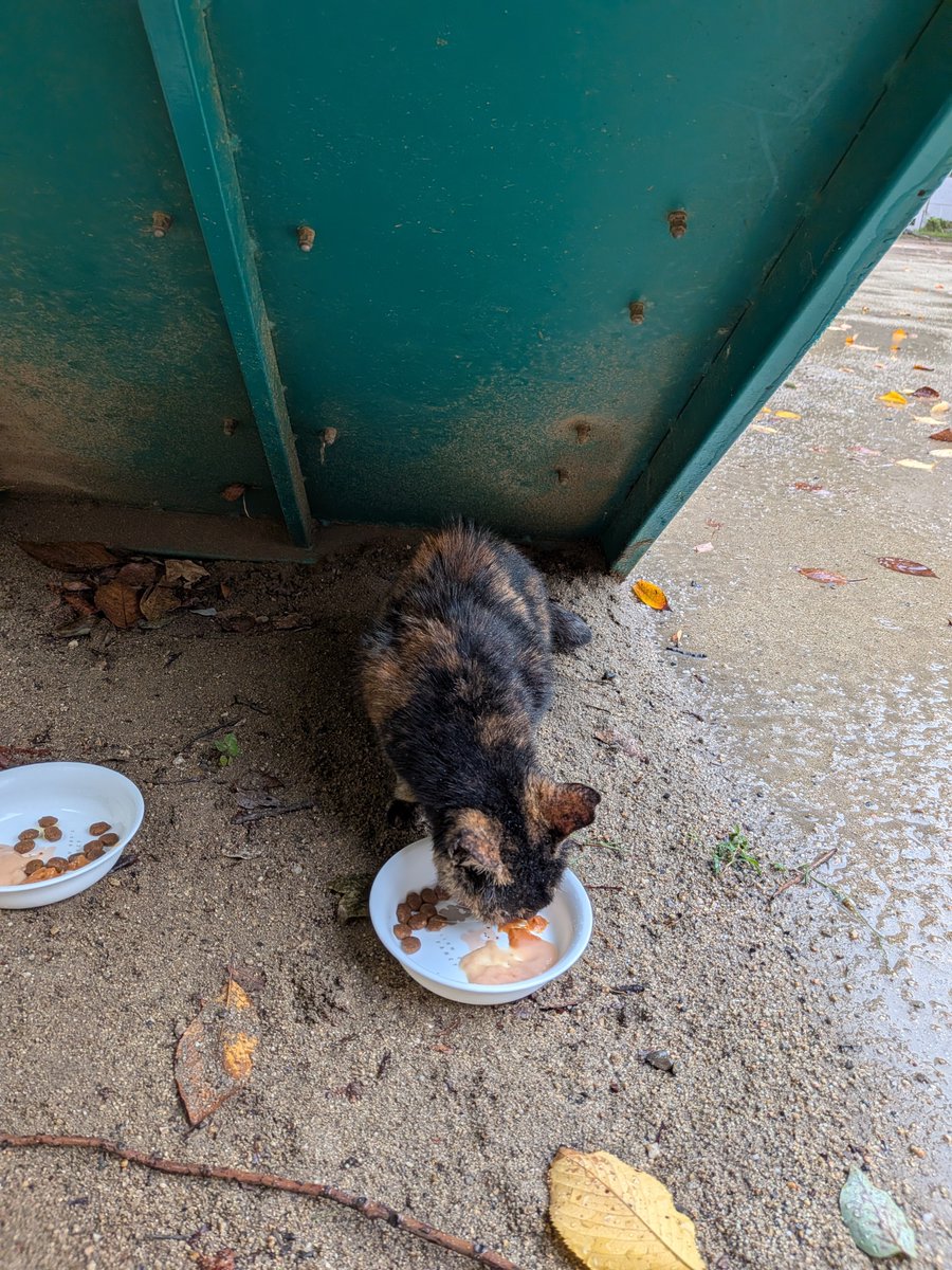 Charlieojichann's tweet photo. お昼は本降り☔少し遅れて公園着いて呼びかけて2にゃんず出て来てご飯食べてくれました😻😻
今日もありがとうね😻😻 https://t.co/lSVEob0Dsf