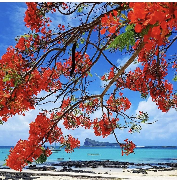 MauritiusGuide's tweet photo. Somewhere other the rainbow in Mauritius Island https://t.co/7qfGzKOcp9