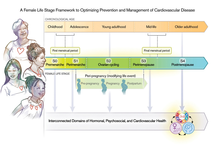 AHAScience's tweet photo. For the first time, @American_Heart, @AmerAcadPeds, @acog, and the Society for Maternal-Fetal Medicine have come together to release shared guidance to help clinicians identify cardiovascular risk early and take action.

The landmark three-part publication series highlights how female-specific biology affects girls’ and women’s hearts and creates a “Female Life Stage” framework to help protect heart health from puberty through menopause and beyond.  

The Female Life Stage framework is based on female biology and offers windows of opportunity to prevent heart disease and stroke and manage future disease risk. 

Each life stage is defined by a change in hormones that is uniquely experienced by girls and women, with pregnancy identified as an event affecting cardiovascular health that may occur at any or multiple life stages: 

➡️ Stage 1 perimenarche - This stage represents the transition after the first menstrual period. Approximate age range is 8 – 15 years.  
➡️ Stage 2 ovarian cycling - Regular ovulatory and hormone cycles are established and when pregnancy may occur. Approximate age range is 15 – 44 years.  
➡️ Stage 3 perimenopause - This stage represents the transition to variable cycle length, skipped cycles and hormone changes. Approximate age range is 45-51 years. 
➡️ Stage 4 postmenopause – This stage represents the years that begin after menopause or 12 months after the final menstrual period. Approximate age is 51 years and older. 
➡️ Pregnancy, in any life stage – the time before, during and after pregnancy is highlighted as a biological “stress test” that can identify cardiovascular risks that may have been previously unrecognized. 

✍🏼 @heartDocSadiya

📷 The Female Life Stage framework for the prevention and management of cardiovascular disease in girls and women

https://t.co/aIw557Ic8u