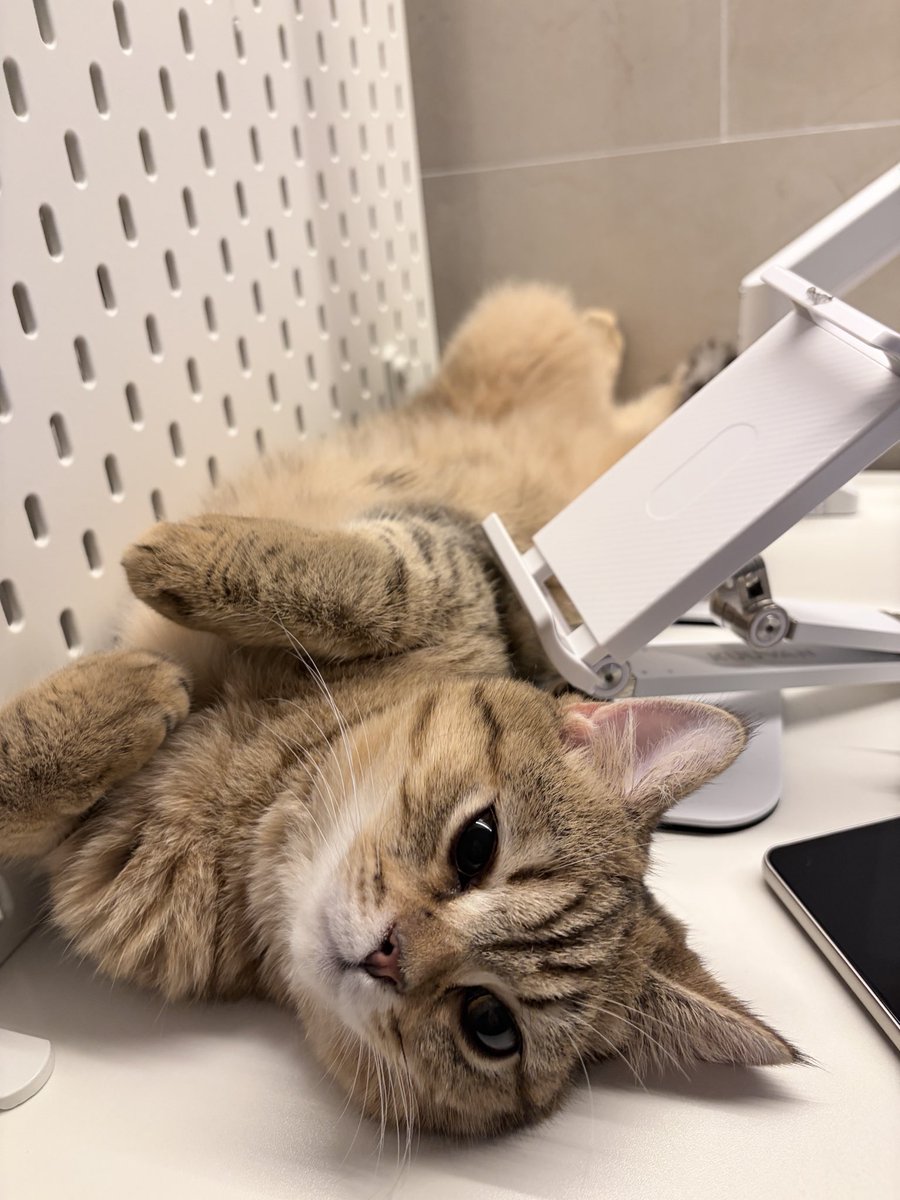 umano_pone's tweet photo. #猫 https://t.co/FFo4BXozm3