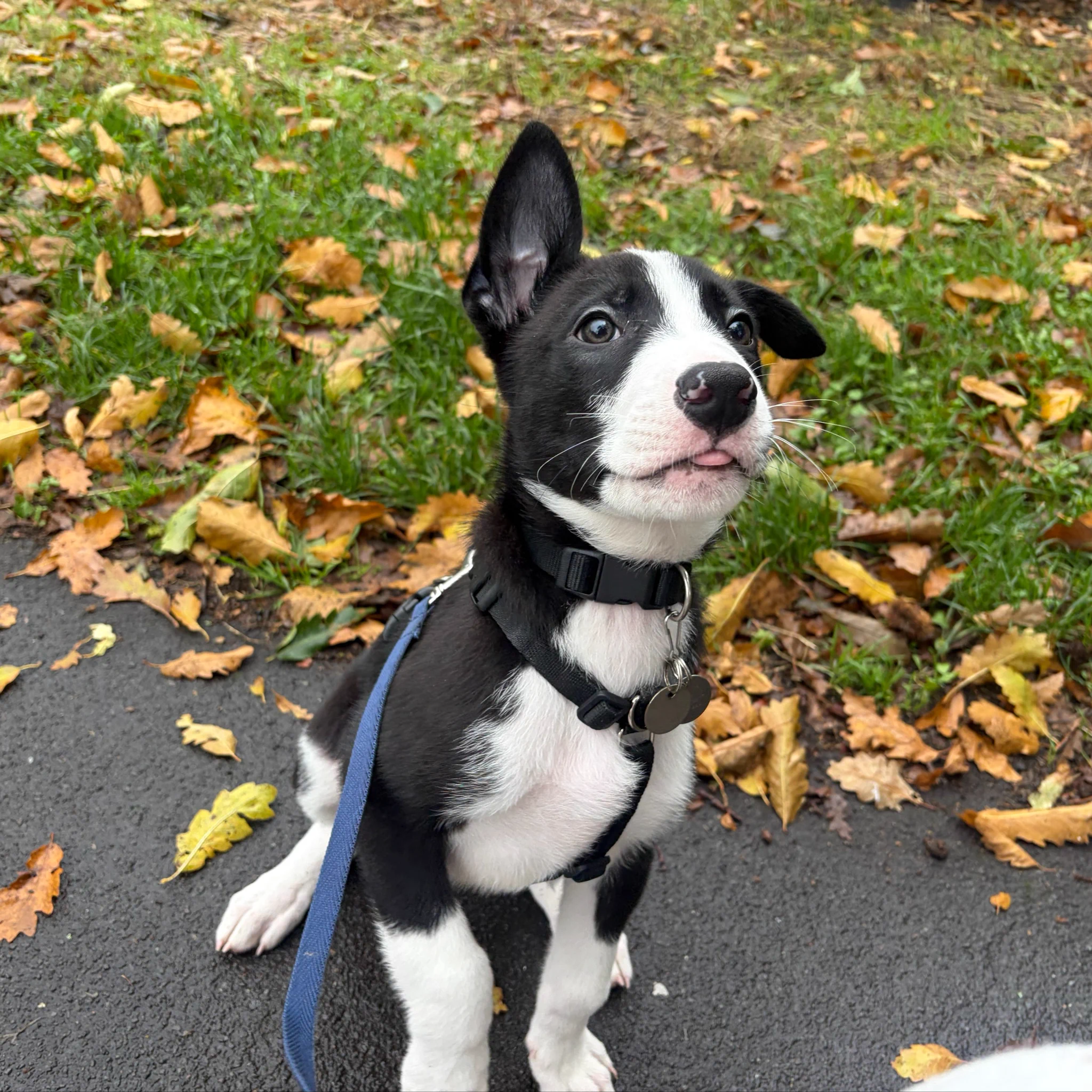 JACK the Happy BovverBoy on X: 