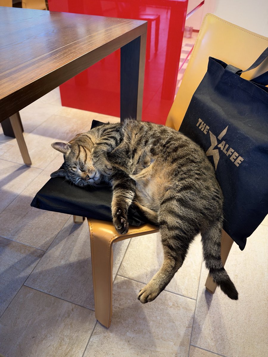 lion007's tweet photo. 昨日なんと！
THE ALFEEのコンサートに行きました。
久しぶり素晴らしい音に浸ります。

ネコ愛が繋いでくれた坂崎さんとのご縁。
話が尽きず、次に会う日が楽しみです。

いただいたお土産
タマがいたく気に入ってお昼寝ベッドに。

僕もタマも
たくさん、ありがとうございます。 https://t.co/guUCQnqlLr