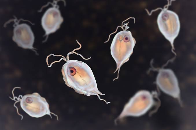 DrMorrisAD's tweet photo. Chapter 35
#Parasitology https://t.co/Mr82odiaMw