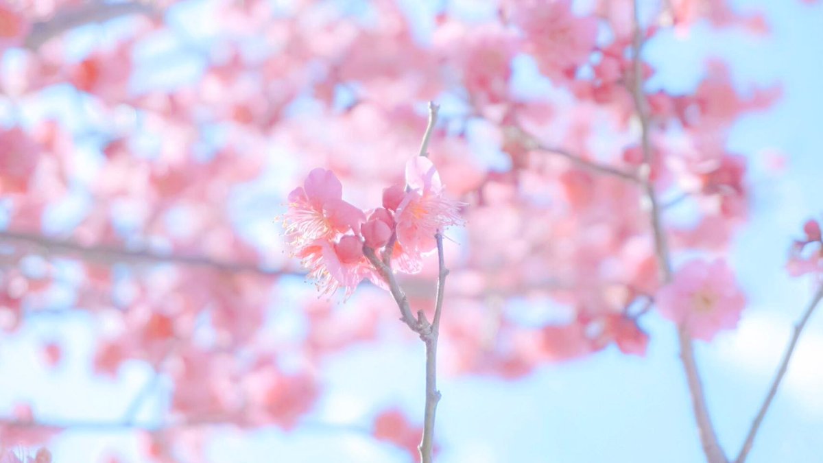 Sorani___Ao's tweet photo. 揺れる花の恋心情。 https://t.co/zTll3fwnxu