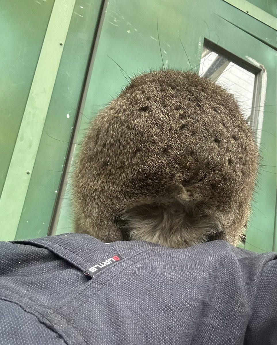 FukuyamaZoo's tweet photo. 誰が尻ぞ
#タカオ福山動物園 #ケープハイラックス #どらやき https://t.co/CUcKO0ewgM