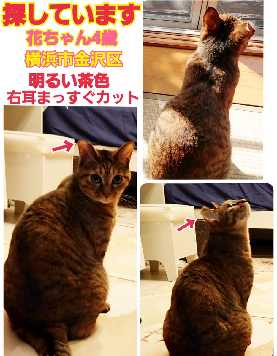 squirrelemi's tweet photo. 猫を探しています。花ちゃん4歳。右耳がまっすぐカット（V字のサクラカットではなく）明るい茶色です。2024年4月11日横浜市金沢区富岡東の自宅から私の不注意で外に出てしまい迷子のままです。拡散、リポストありがとうございます。
#猫を探しています
#拡散希望RP協力お願いします
#神奈川県 https://t.co/nRPh58hF4k