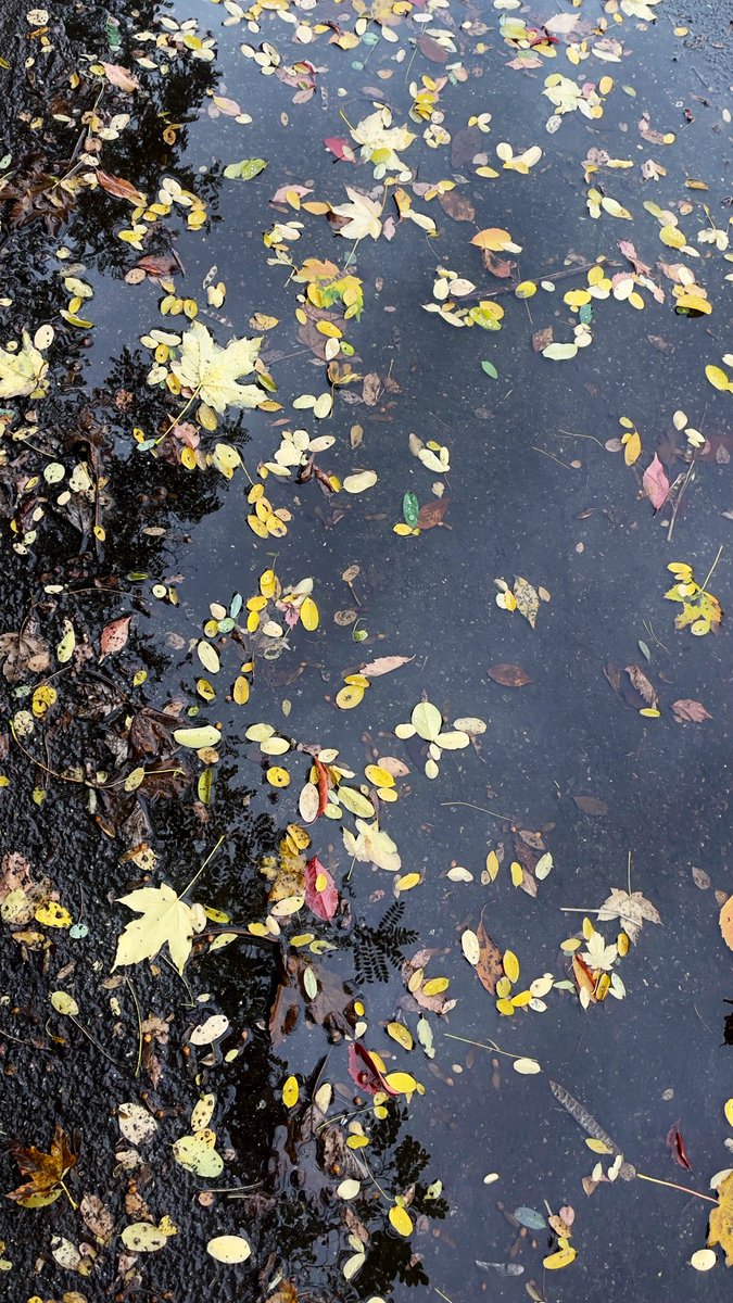 LyfInTransit's tweet photo. Witnessing last phase of autumnal showers in the beautiful city of #Prague and avoiding all sorts of tourists traps, guided tours, curated trips. 
Only museums &amp; walks on my mind this time. 
Have you explored joys of arriving in a city without any plans? 

#TravelForTravelSake https://t.co/wRP9DqGO7e