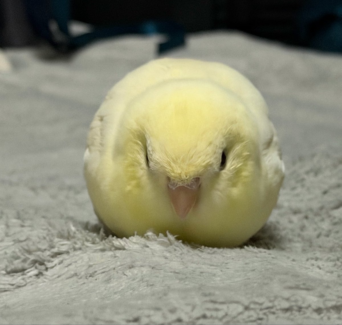 hato_no_sashimi's tweet photo. お布団におまんじゅう落ちてる https://t.co/Ku86lpZze1