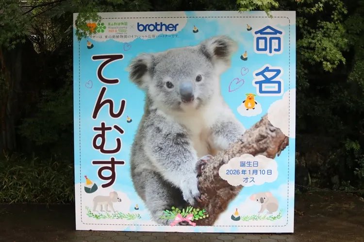nagoya_jouhou's tweet photo. 赤ちゃんコアラの愛称は「てんむす」。東⼭動植物園で命名式が開催 https://t.co/s6ZosL6amH