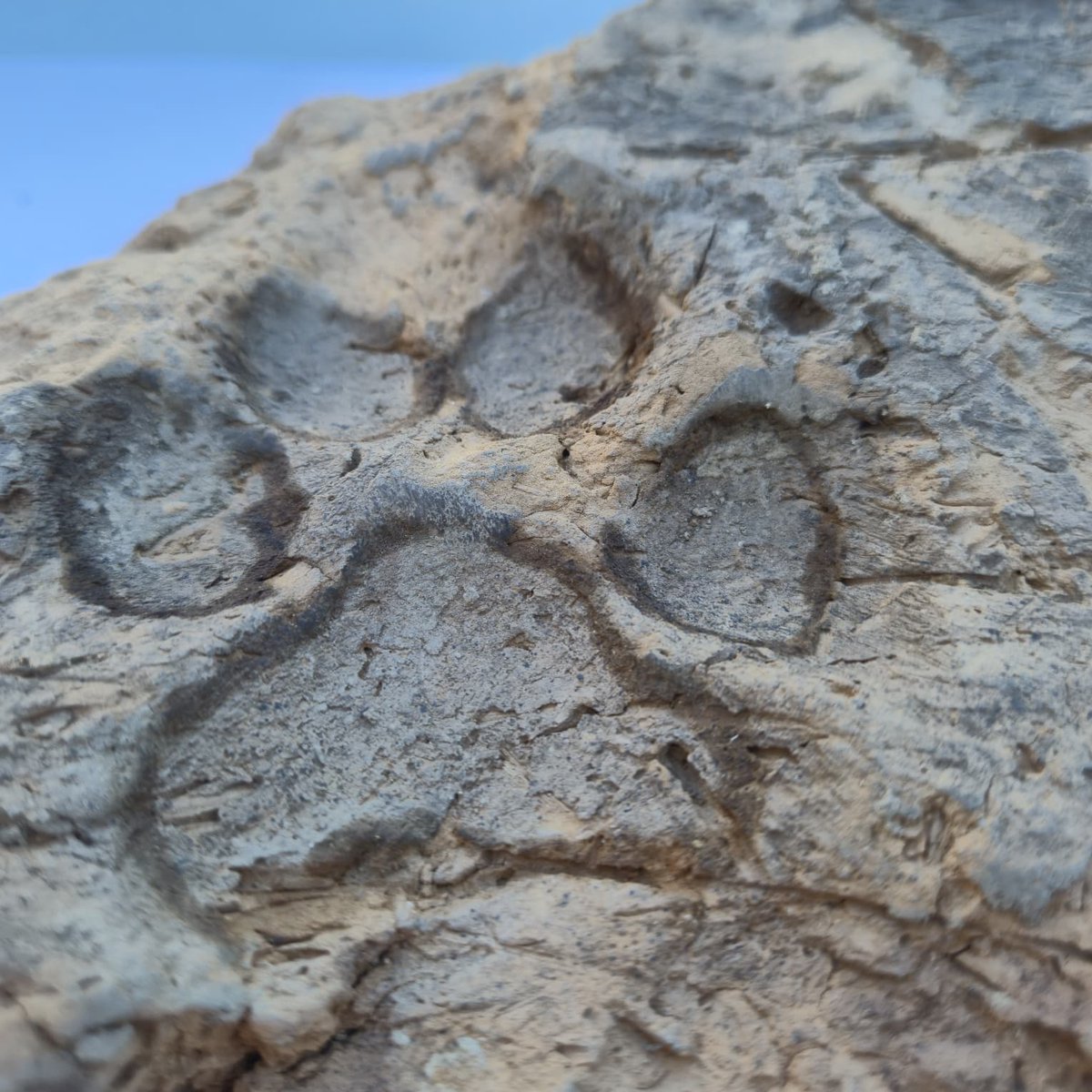 settar's tweet photo. 4 bin yıllık bir pati izi görmeye hazır mısınız? 🐾

Kütahya’daki Tavşanlı Höyük’te, bir köpeğin henüz kurumamış kerpiç üzerinde bıraktığı pati izleri bulundu. Kerpiç daha sonra bir evin duvarında kullanılmış. Ev yangında yıkılmış ama izler 4 bin yıl boyunca korunmuş. https://t.co/Zqd4Ajtfbb