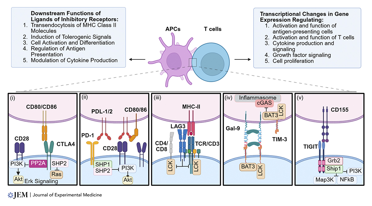 JExpMed's tweet photo. Inhibitory receptor agonists: Emerging strategies in immune modulation. Review from Kieran R. Adam, Aamir Suhail, Vijay K. Kuchroo, and Dario A.A. Vignali: https://t.co/DnenAAmtRQ

Part of our Immune #Tolerance collection 👉 https://t.co/8rOg3ICCsA https://t.co/EpjpEGM1Po