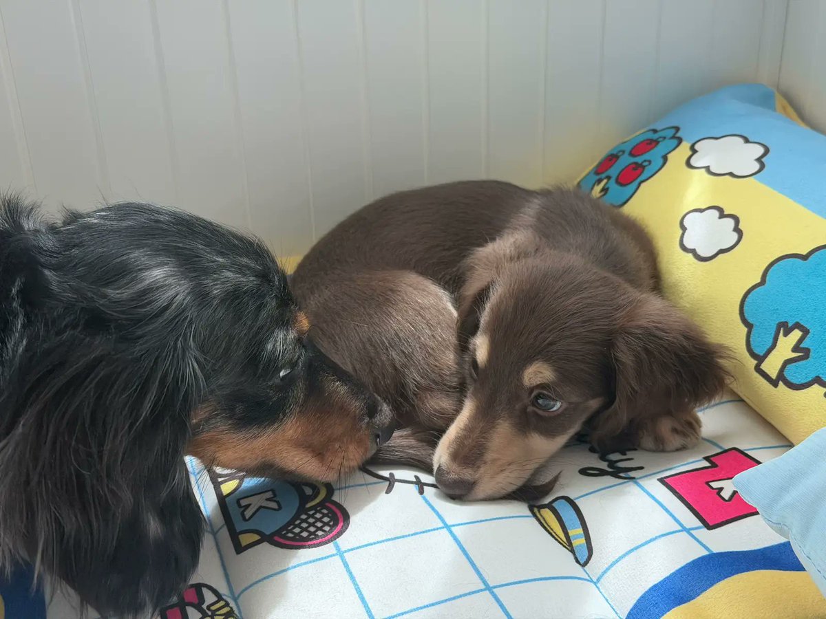 edit0808's tweet photo. #srchafreen #fluffy #freya 

🤍 https://t.co/Cs19nzq4Qd