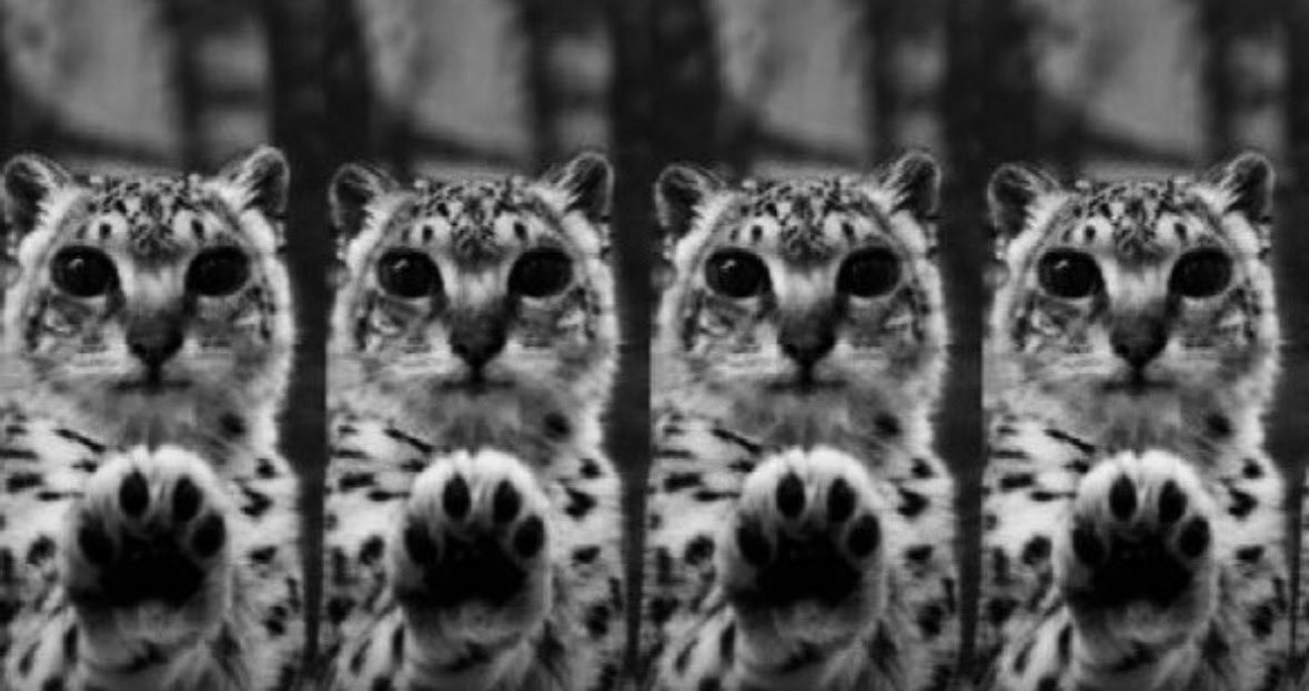 t1ntedbl0ssomz's tweet photo. *evil paws at you* https://t.co/ArAdqyWPLh