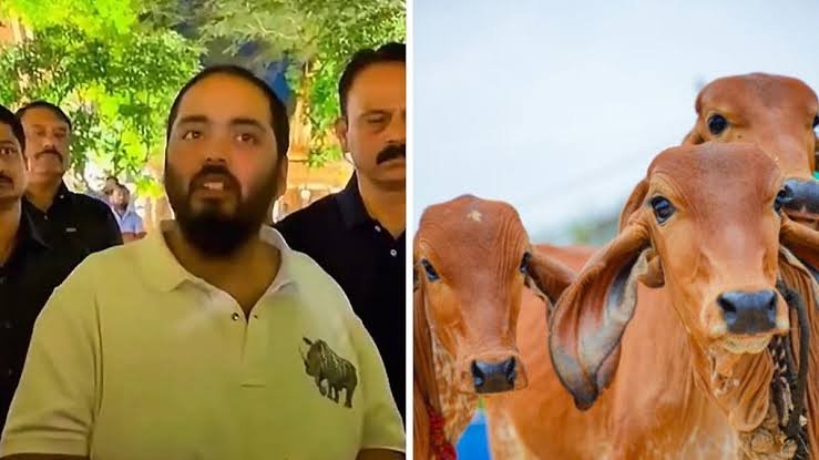 NewsAlgebraIND's tweet photo. 🚨 ANANT AMBANI : "I look after 9 lakh cows, of which 7 lakh are not giving milk. There are 2–3 states in India where slaughterhouses are legally allowed. Our men are active in those states, and we rescue cows. Gau seva is my life goal" https://t.co/rnQq7U0sAr