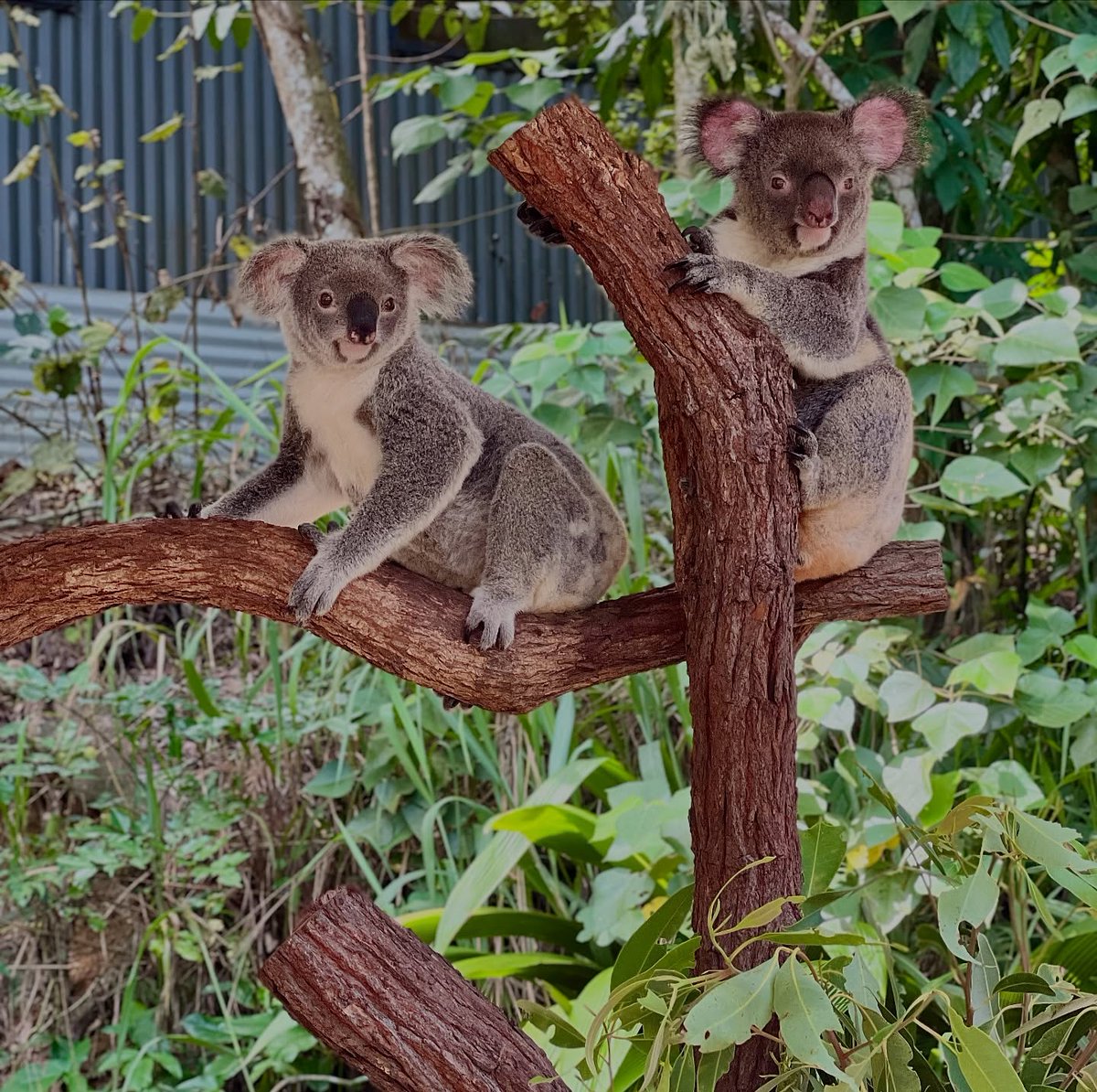rewStaf223659's tweet photo. Stop 5: Sydney, Australia. Private access, sunset at the Opera House, a morning walk on Bondi Beach, and a quiet moment with koalas. This is exclusive travel. https://t.co/UhaBQiFzAJ