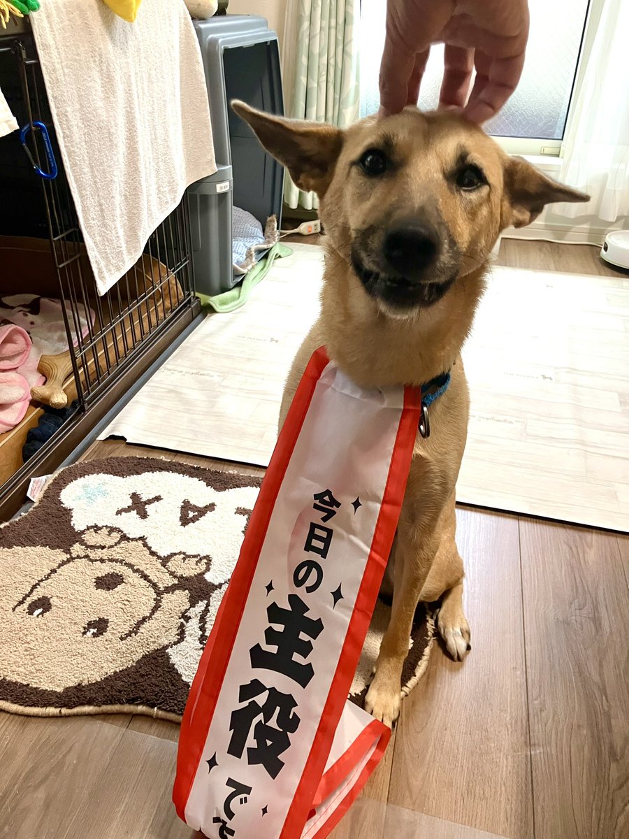 kirikiri_spin's tweet photo. ちなみに、凛々しくないのもあります https://t.co/fDvI8qNRpe