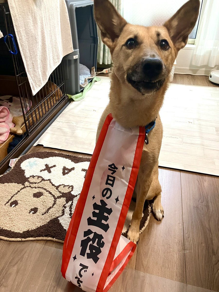kirikiri_spin's tweet photo. ちなみに、凛々しくないのもあります https://t.co/fDvI8qNRpe